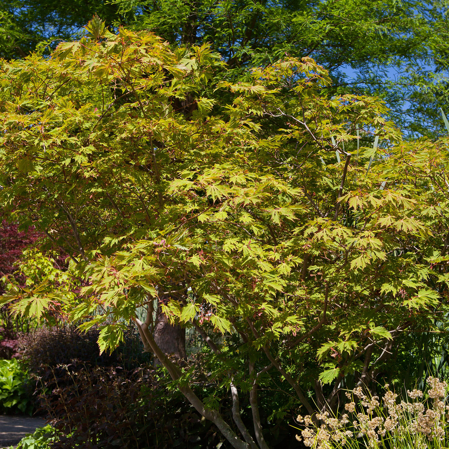 Japanischer Feuerahorn 'Aconitifolium' Container, 80 - 100 cm Liefergröße: 80 - 100 cm