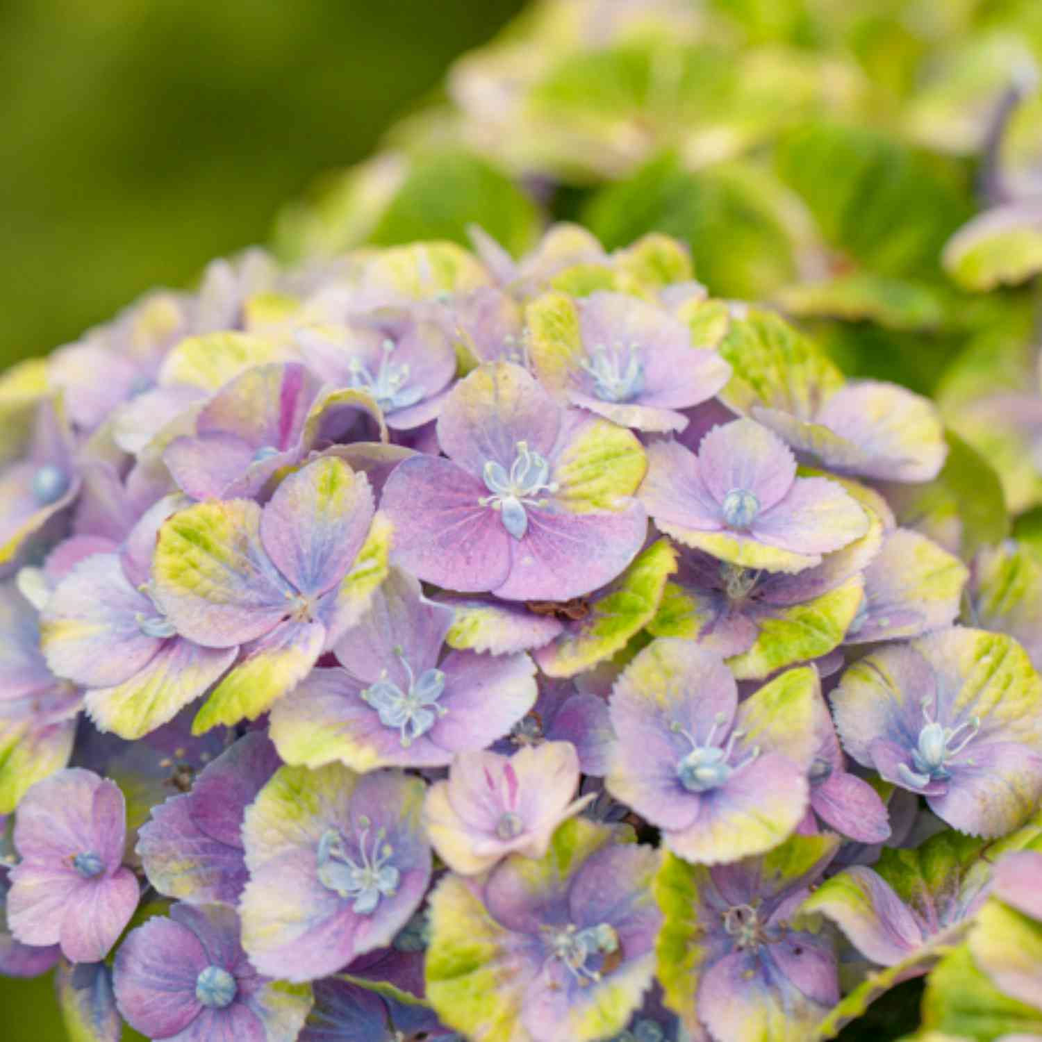 4-Jahreszeiten-Hortensie 'Magical® Amethyst Blau'