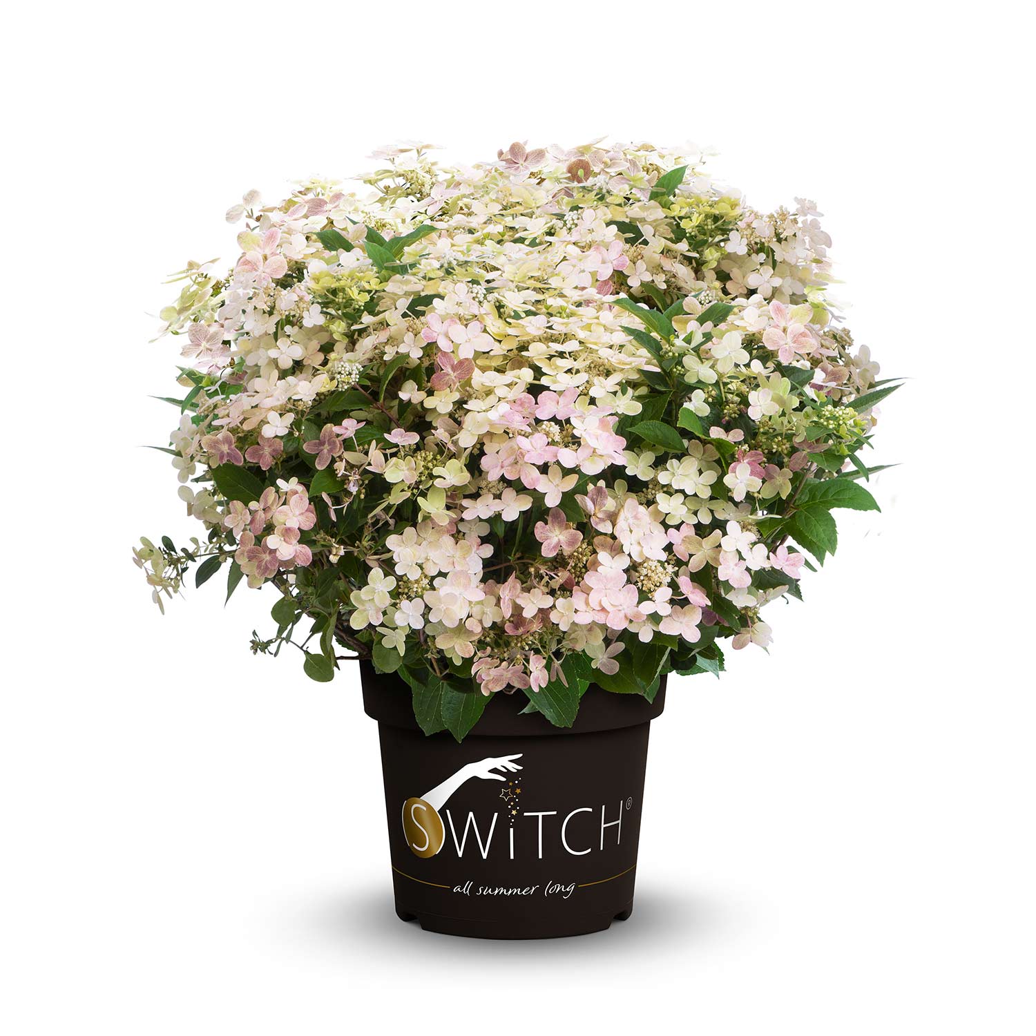 Rispenhortensie Switch® 'Ophelia' Liefergröße: 30 cm - 40 cm
