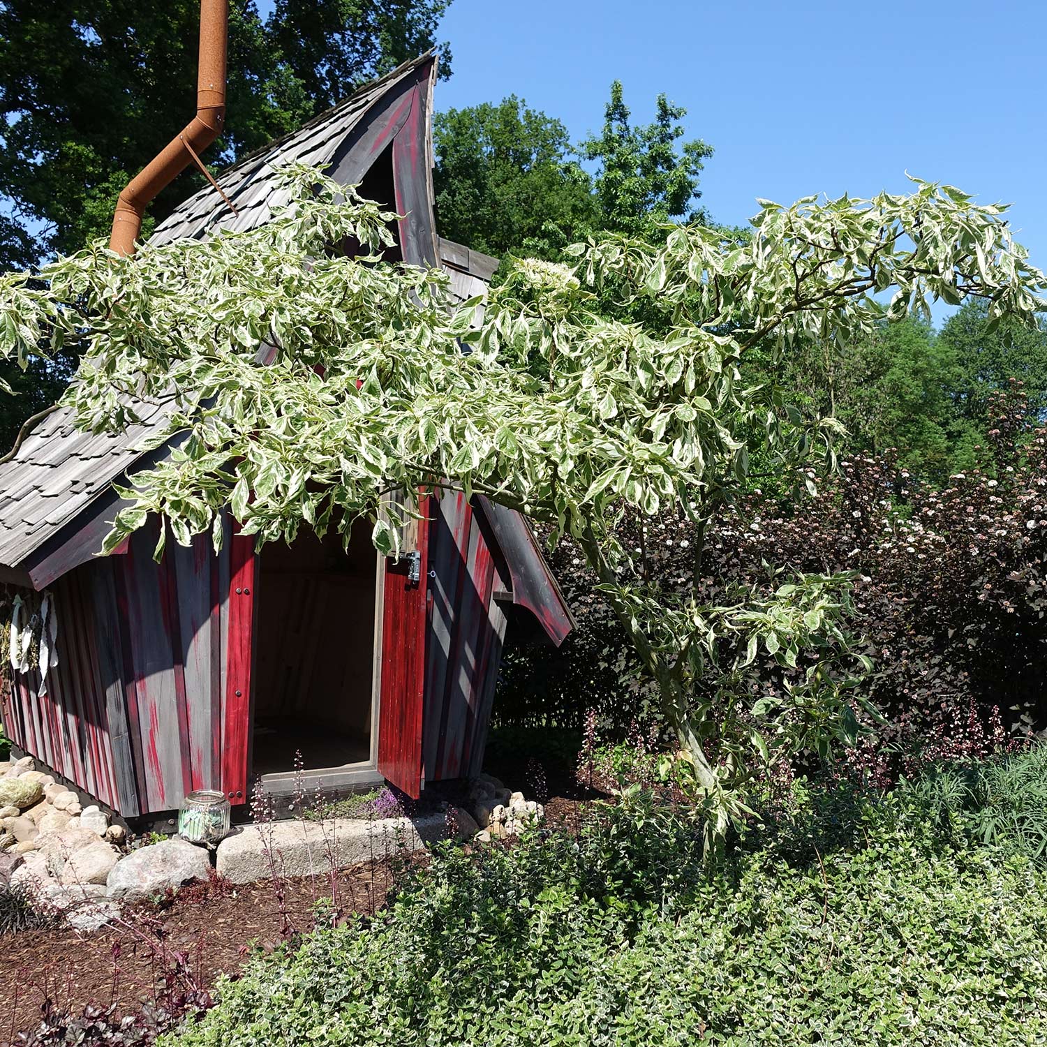 Kategorie <b>Produkt ohne Kategoriezuordnung </b> - Hoher Weißbunter Pagoden- Hartriegel 'Variegata' C5 80 - 100 cm Liefergröße: 80 - 100 cm - Cornus controversa 'Variegata'