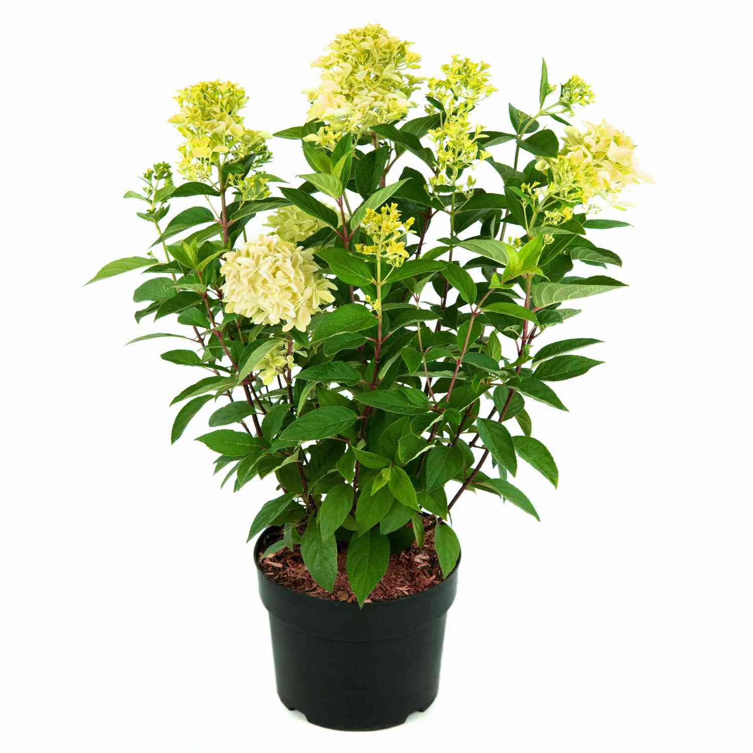 Rispenhortensie 'Magical Candle'