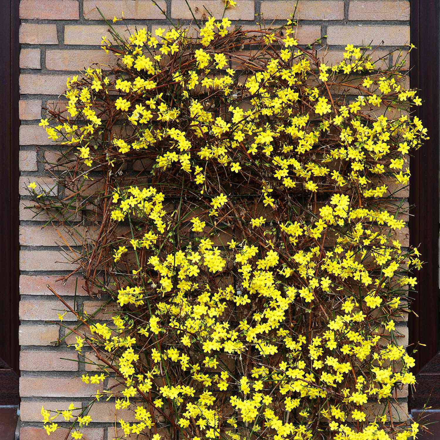 Winterjasmin