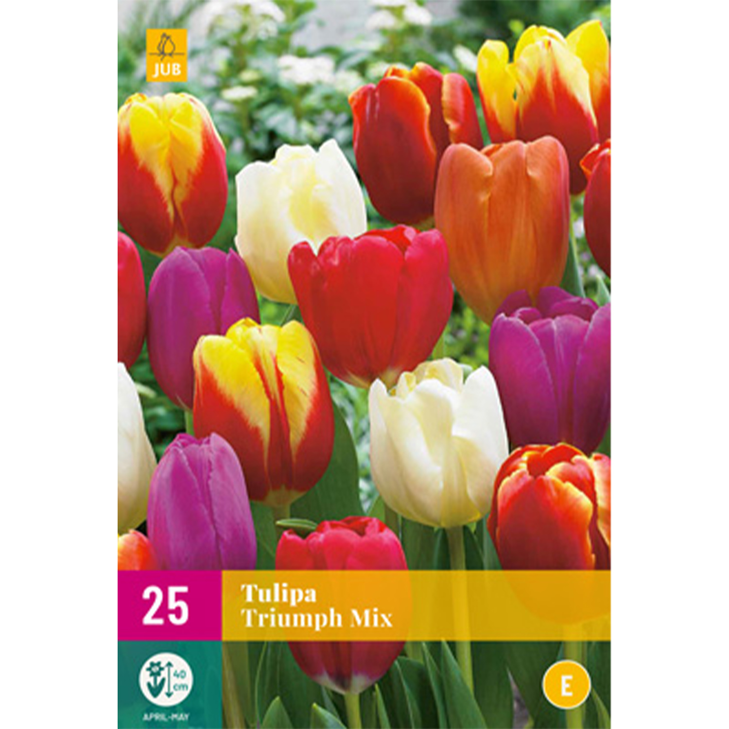 Triumphtulpen Mischung 'Bunte Mischung' - 15 Stück Liefergröße: Zwiebelgröße 11/12