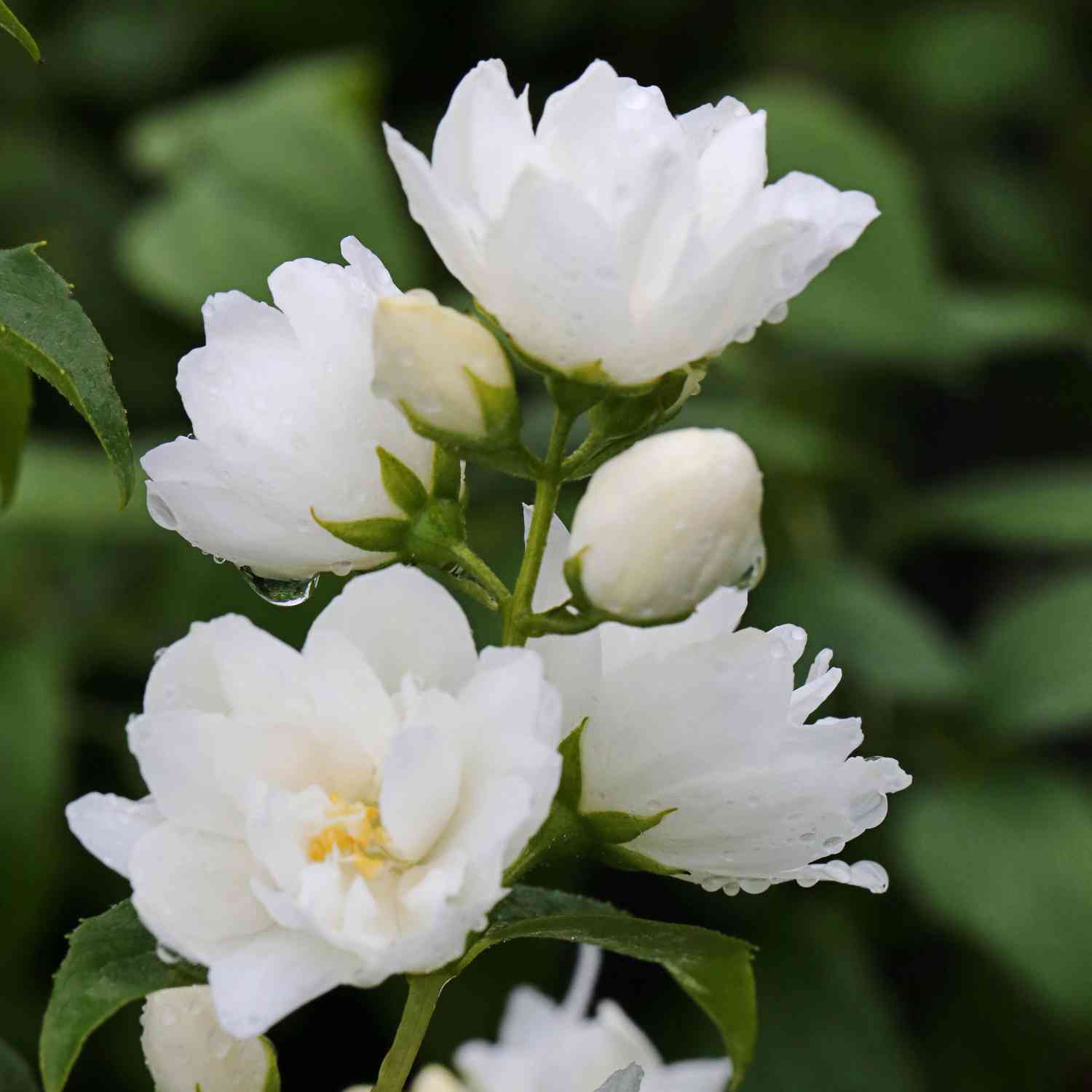 Gefüllter Gartenjasmin / Pfeifenstrauch