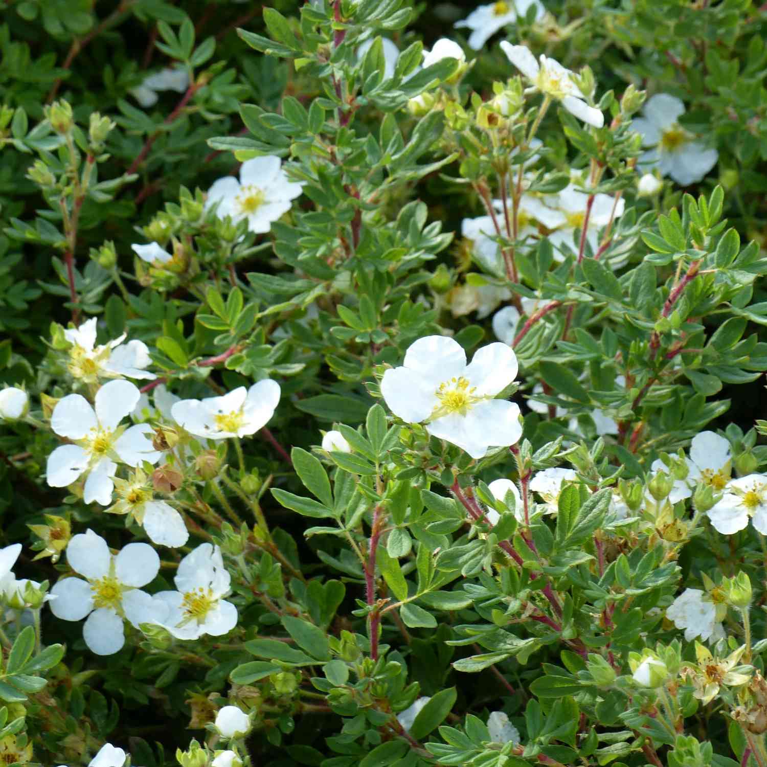 Fingerstrauch 'Abbotswood'
