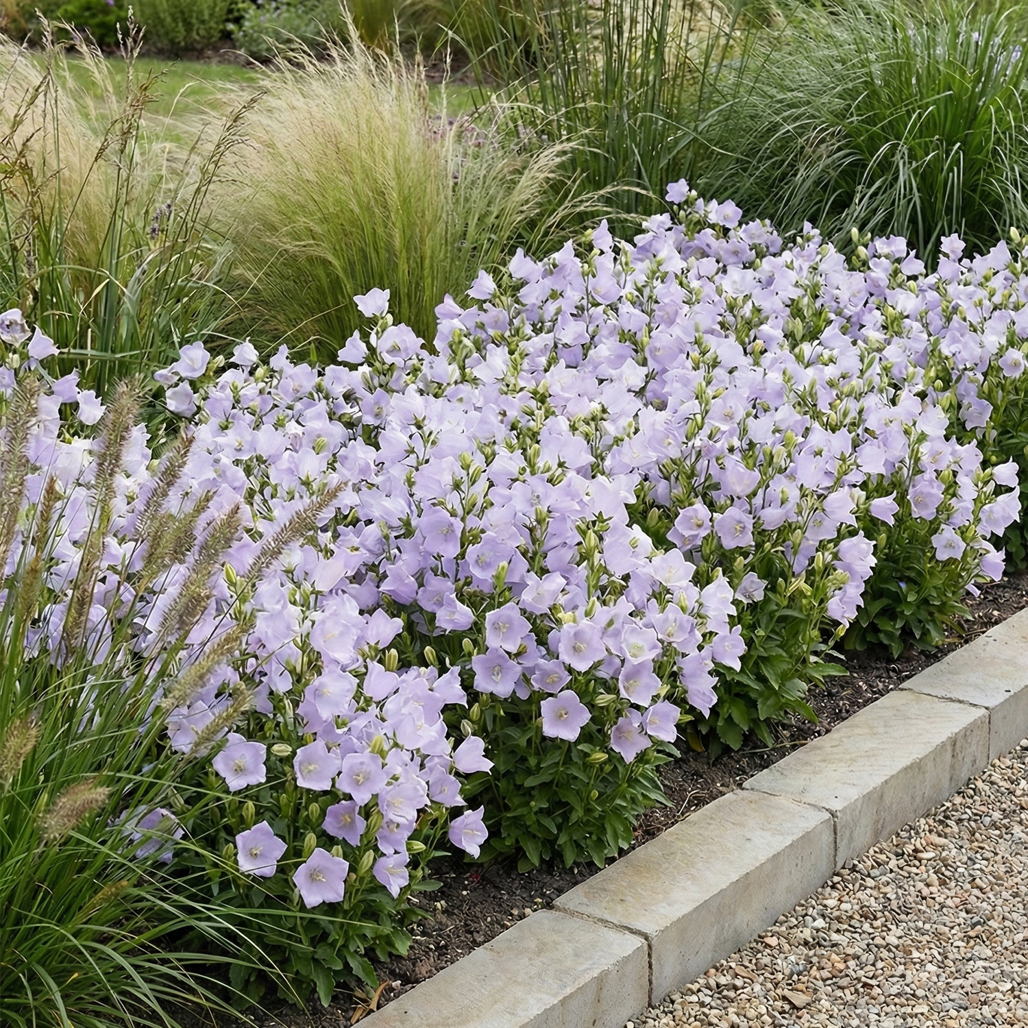 Kategorie <b>Stauden </b> - Pfirsichblättrige Glockenblume 'Takion White' Lieferform: Im 0,5 Liter Topf -