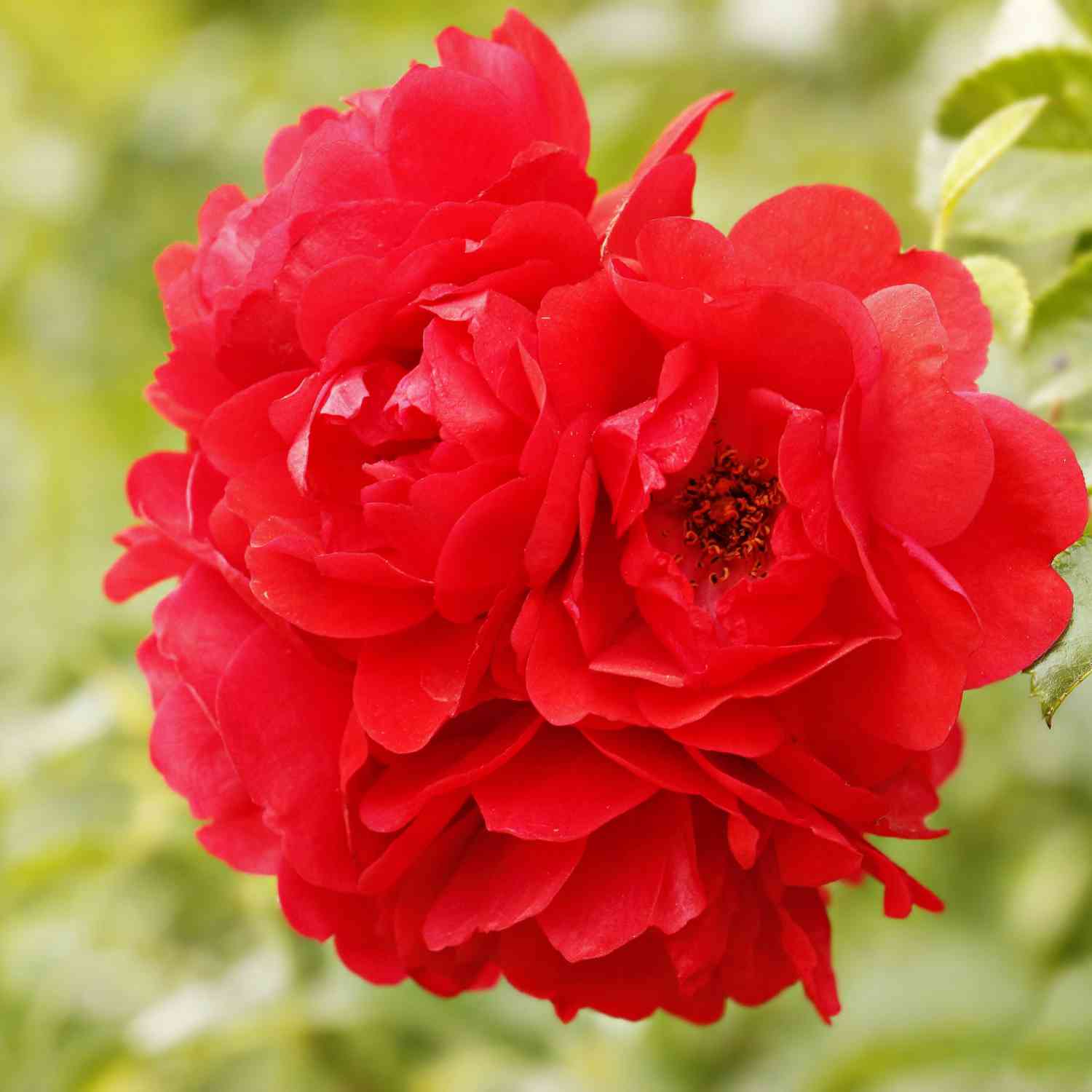 Strauchrose 'Ulmer Münster®'