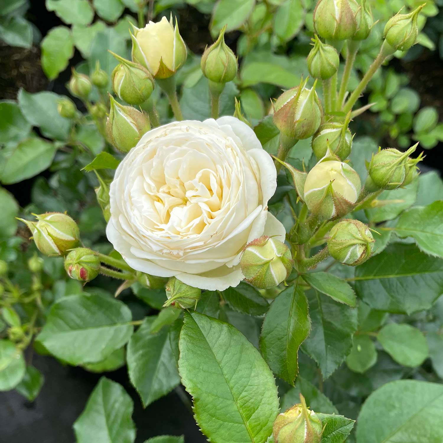Nostalgische Strauchrose 'Artemis®' Wurzelnackte Pflanze Liefergröße: mind. 3 starke Triebe