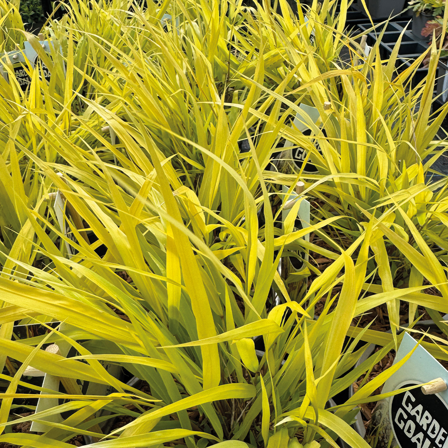 Japanisches Goldberggras / Ziergras 'All Gold', 1,5 Liter, 15 - 20 cm Liefergröße: 15 - 20 cm