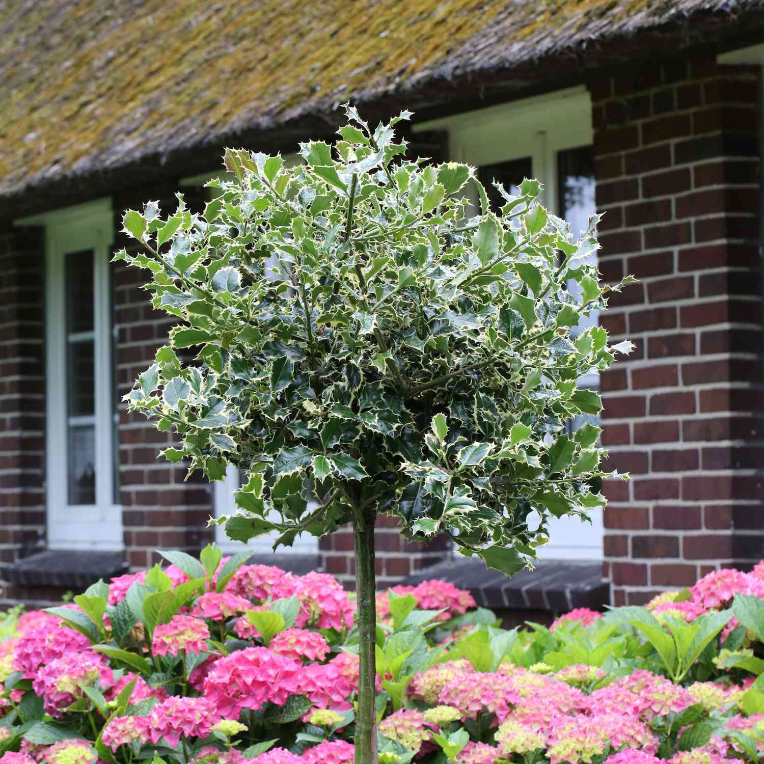 Weißbunte Stechpalme 'Argentea Marginata'
