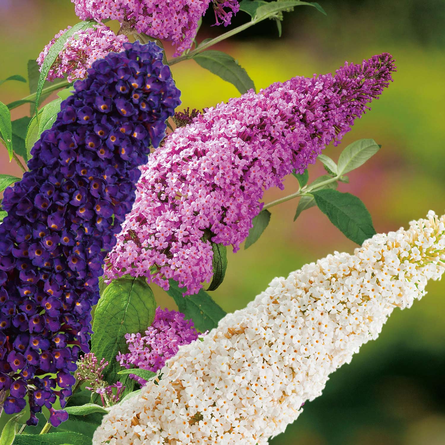 Drei-Farben-Sommerflieder 'Tricolor' Liefergröße: 30 - 40 cm