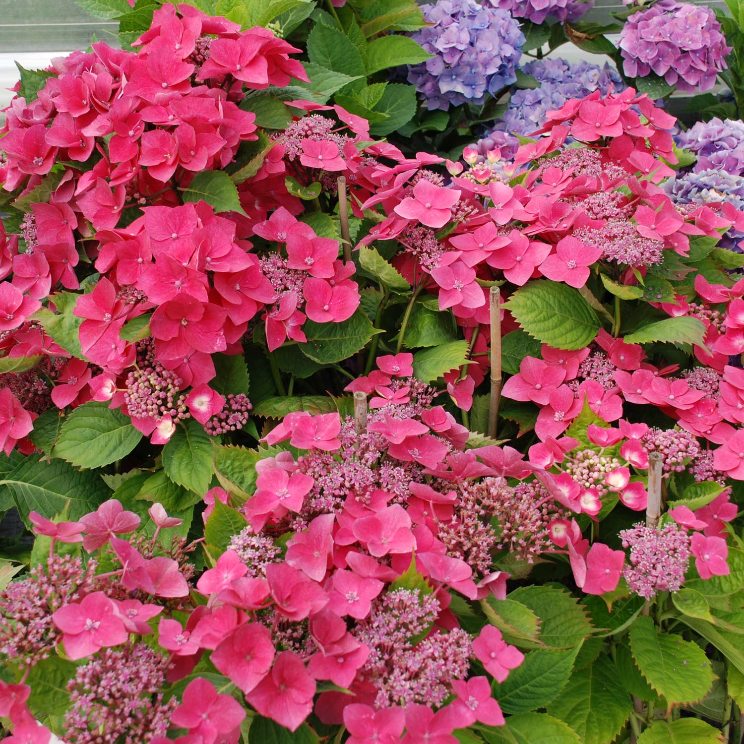 Tellerhortensie 'Kardinal' Container, 40-60 cm Liefergröße: 40-60 cm