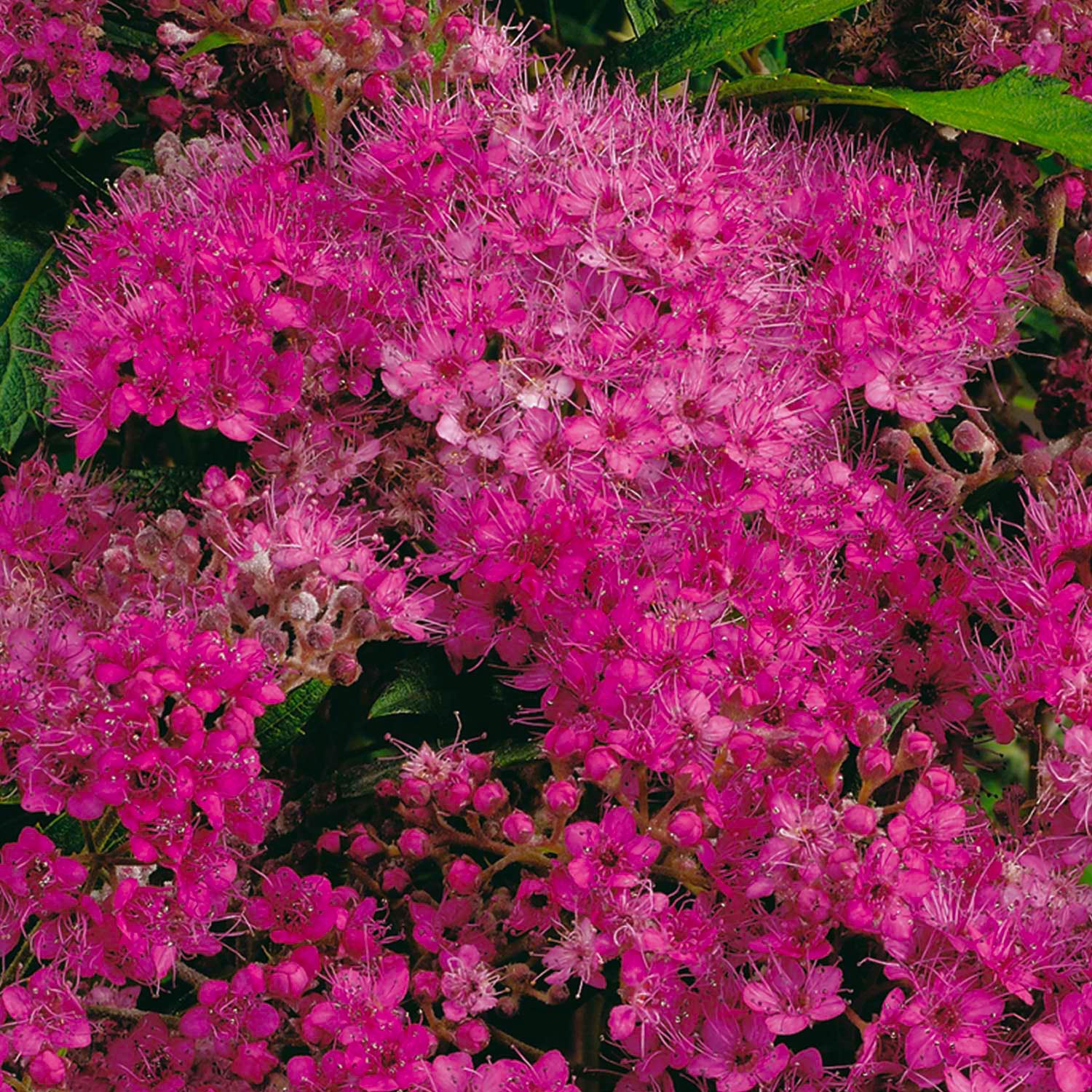 Rote Sommerspiere 'Anthony Waterer'