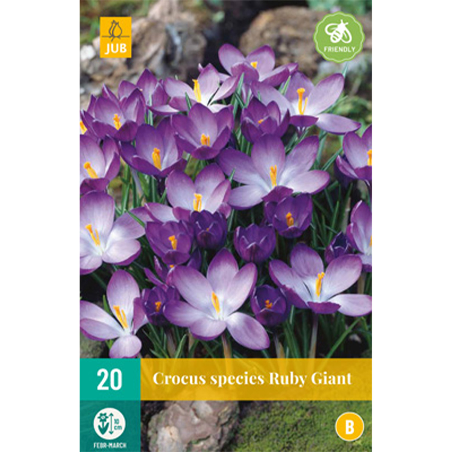 Kategorie <b>Produkt ohne Kategoriezuordnung </b> - Krokus 'Ruby Giant' - 20 Stück Liefergröße: Zwiebelgröße 5/+ - Crocus 'Ruby Giant'