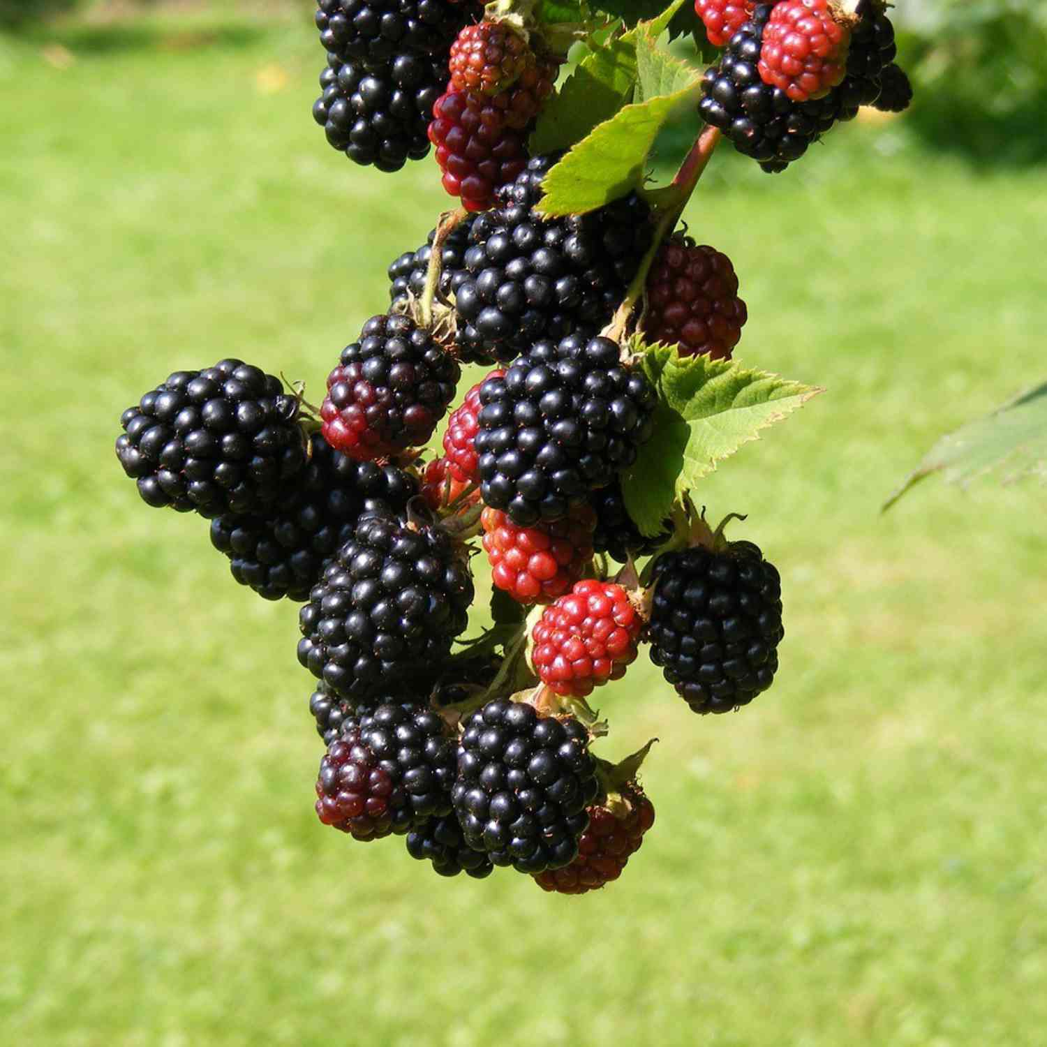 Brombeere 'Navaho®' (dornenlos)