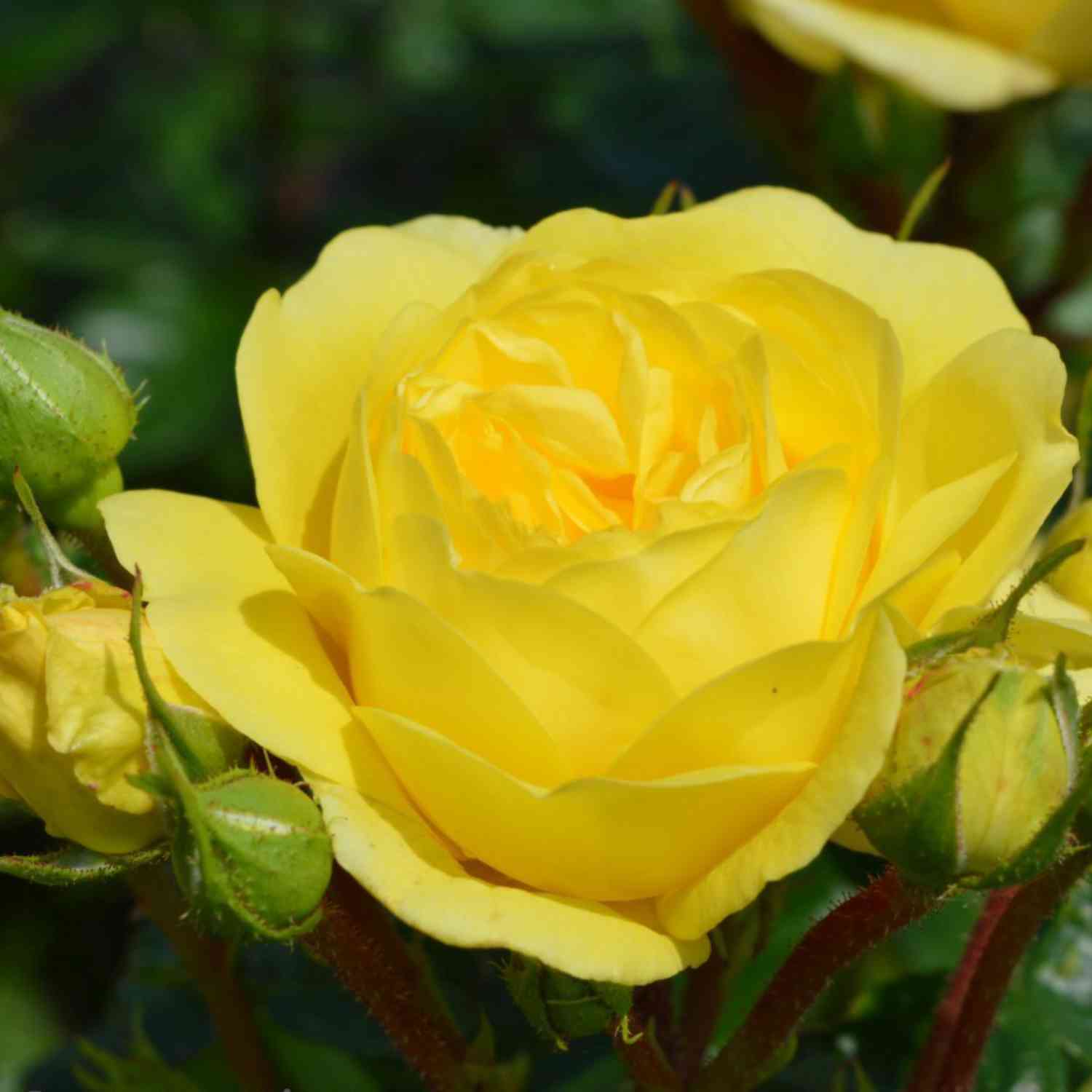 Beetrose 'Yellow Meilove®' - ADR-Rose Beetrose 'Yellow Meilove®' - ADR-Rose