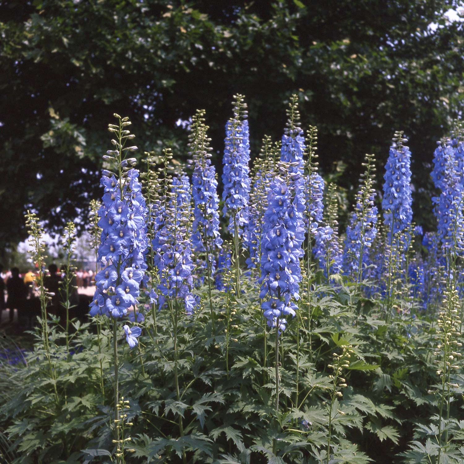 Kategorie <b>Produkt ohne Kategoriezuordnung </b> - Rittersporn 'Blue Jay' Lieferform: Im 9 cm Topf - Delphinium pacific