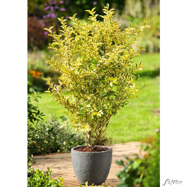 Kategorie <b>Produkt ohne Kategoriezuordnung </b> - Goldliguster 'Aureum' 5 Liter Container, 80 - 100 Liefergröße: 80 - 100 cm - Ligustrum ovalifolium 'Aureum'