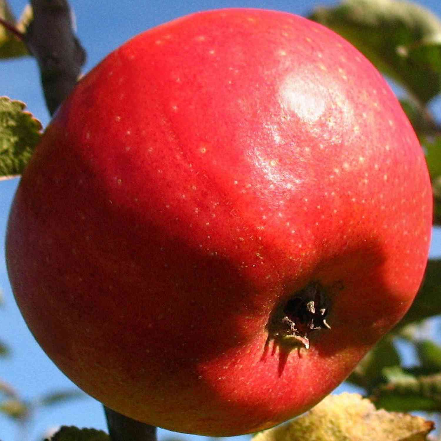 Apfel 'Pilot®' - Busch