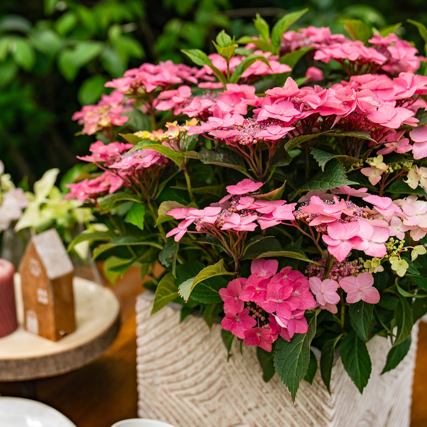 Hortensie 'Bloombuster® Rosa'