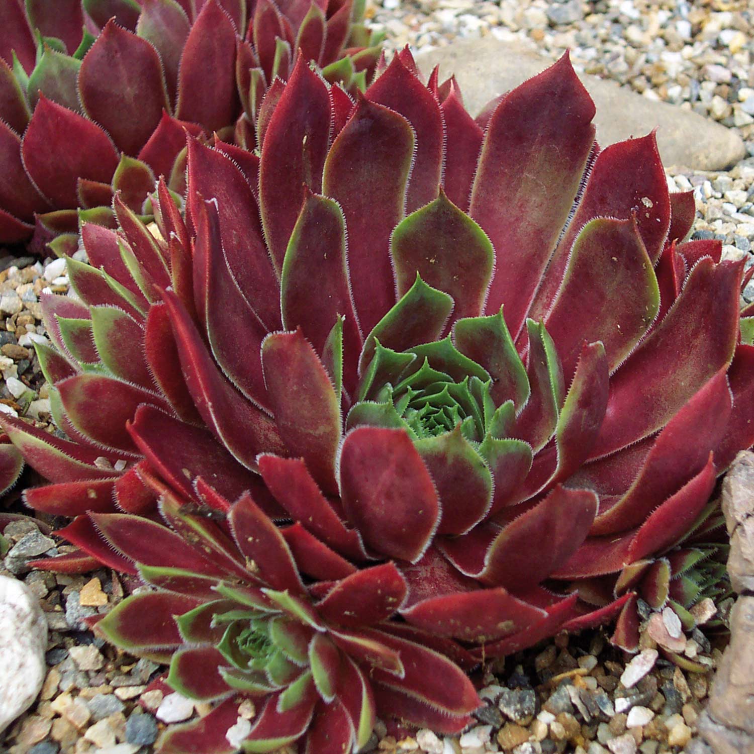 Roter Dachwurz 'Lipari' - Hauswurz Lieferform: Im 9 cm Topf