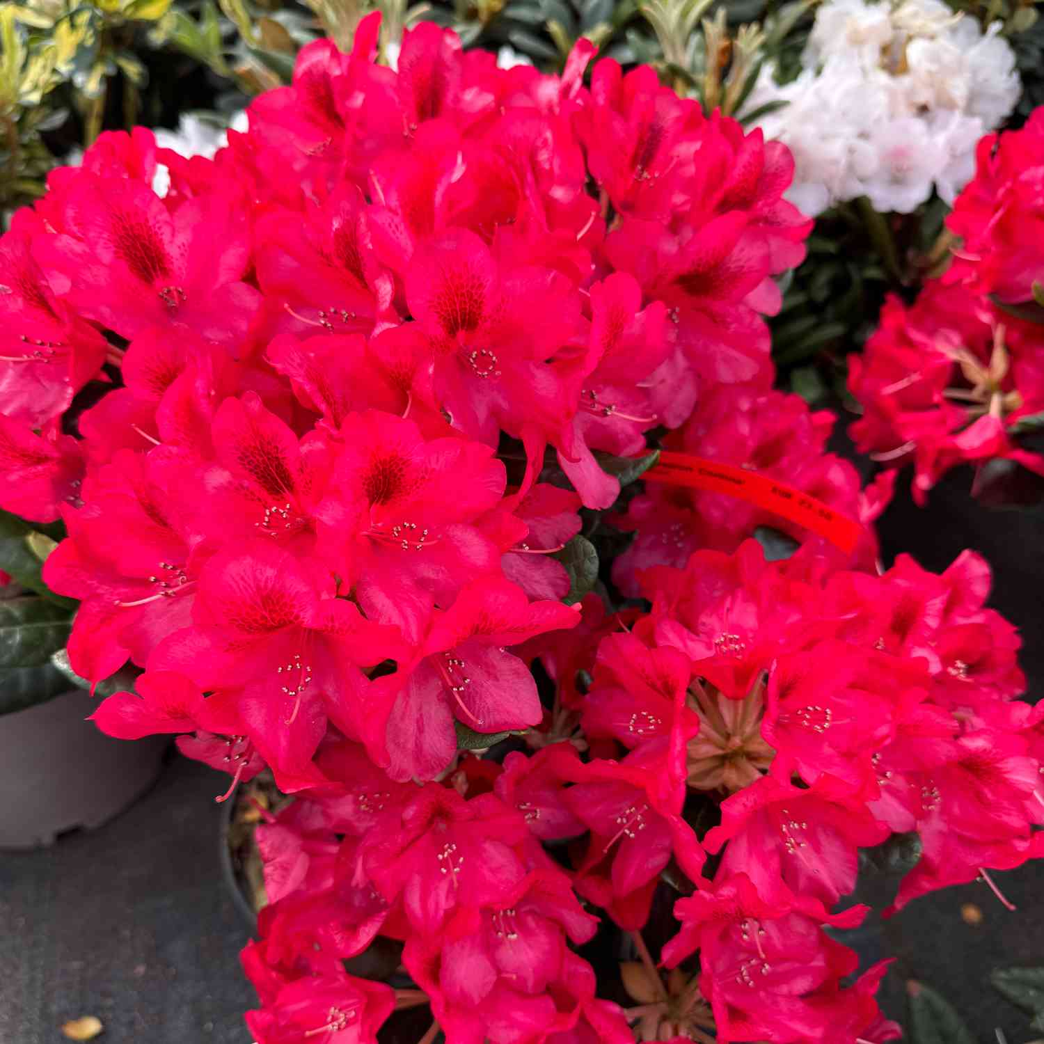Wild-Rhododendron 'Scarlet Wonder'