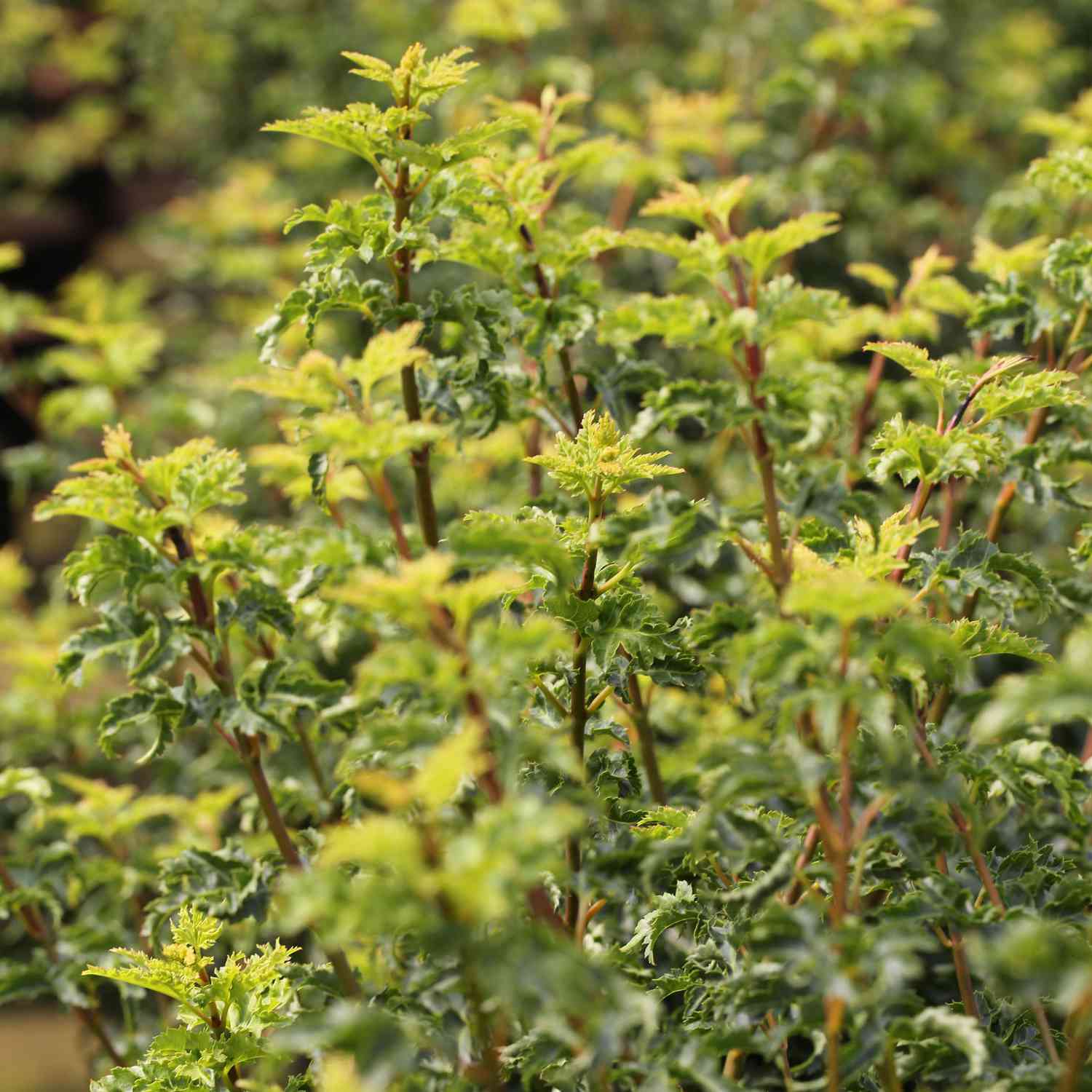 Fächerahorn 'Shishigashira' Fächerahorn 'Shishigashira'