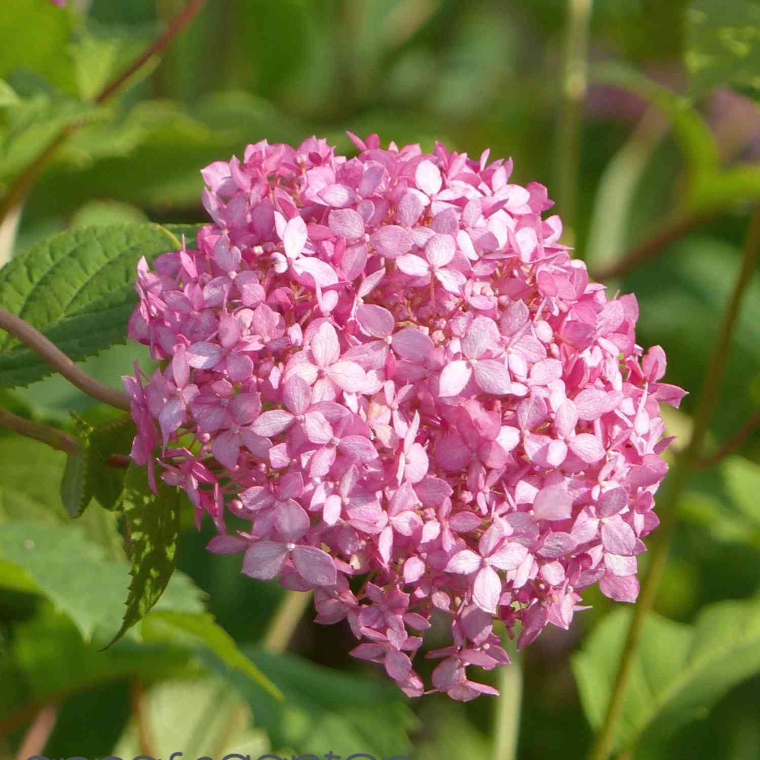 Ballhortensie 'Pink Annabelle'® 'Invincibelle Spirit'® Ballhortensie 'Bella Ragazza® Blanchette'