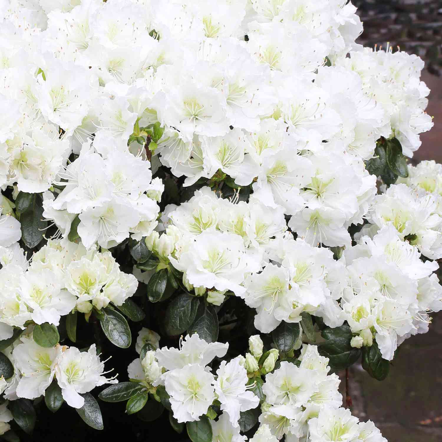 Japanische Azalee 'Maischnee'