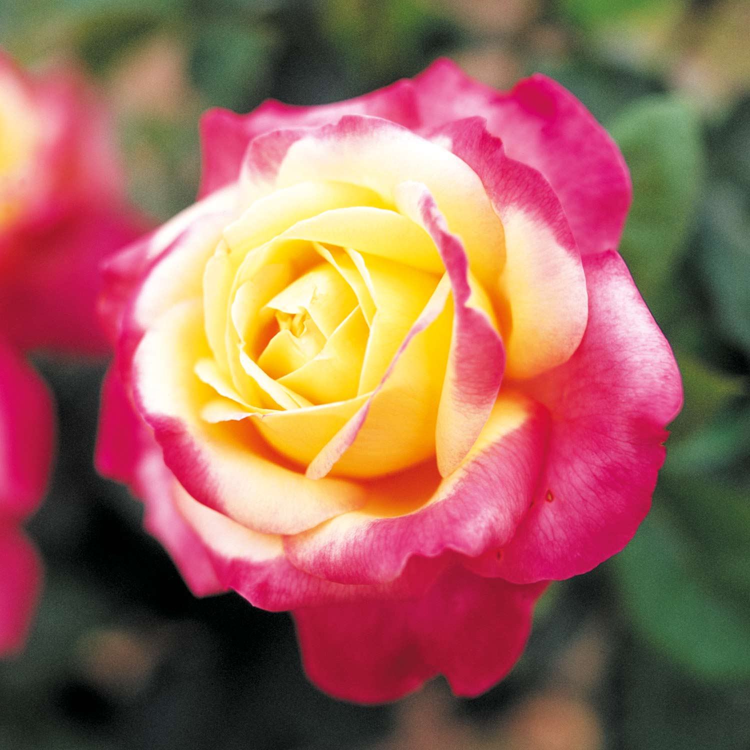 Edelrose 'Oriental Peace®', 5 Liter, A-Qualiltät, 3 starke Triebe Liefergröße: drei starke Triebe