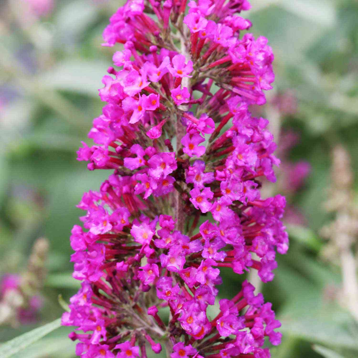 Zwerg-Schmetterlingsflieder 'Buzz® Magenta' Zwerg-Schmetterlingsflieder 'Buzz® Magenta'