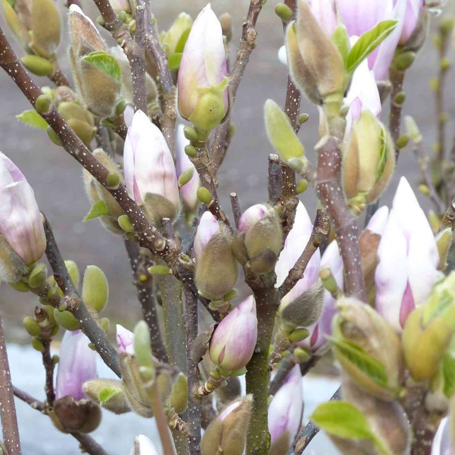 Magnolie 'Satisfaction®'