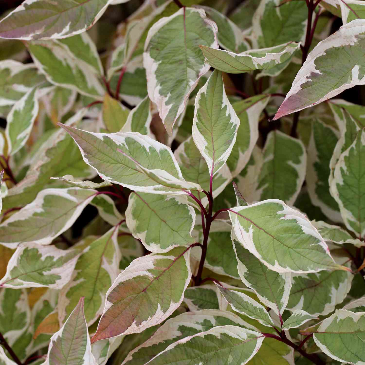 Hartriegel 'Ivory Halo®'