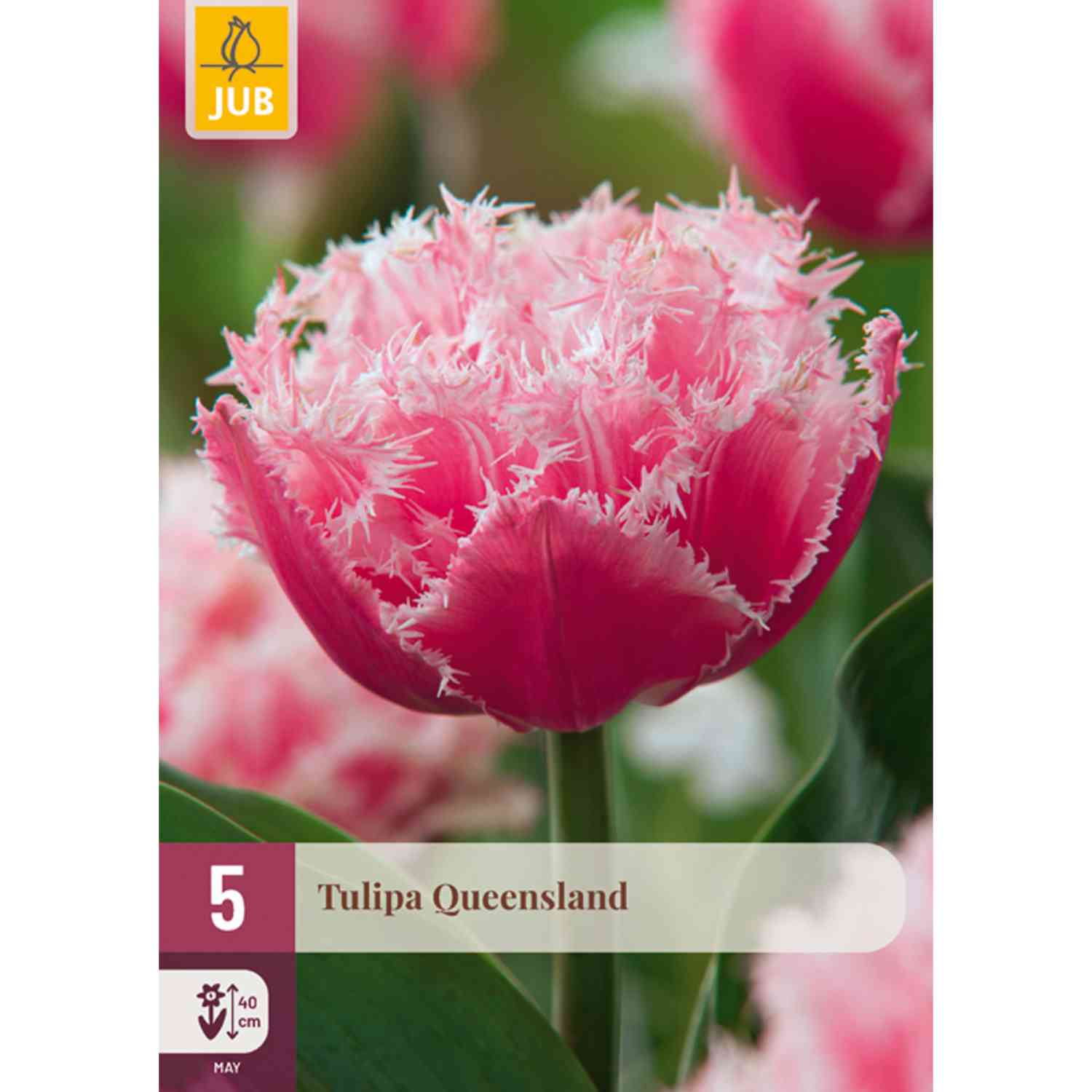Kategorie <b>Produkt ohne Kategoriezuordnung </b> - Gefranste Tulpe 'Queensland' - 5 Stück Liefergröße: Zwiebelgröße 11/12 cm - Tulipa 'Queenland'