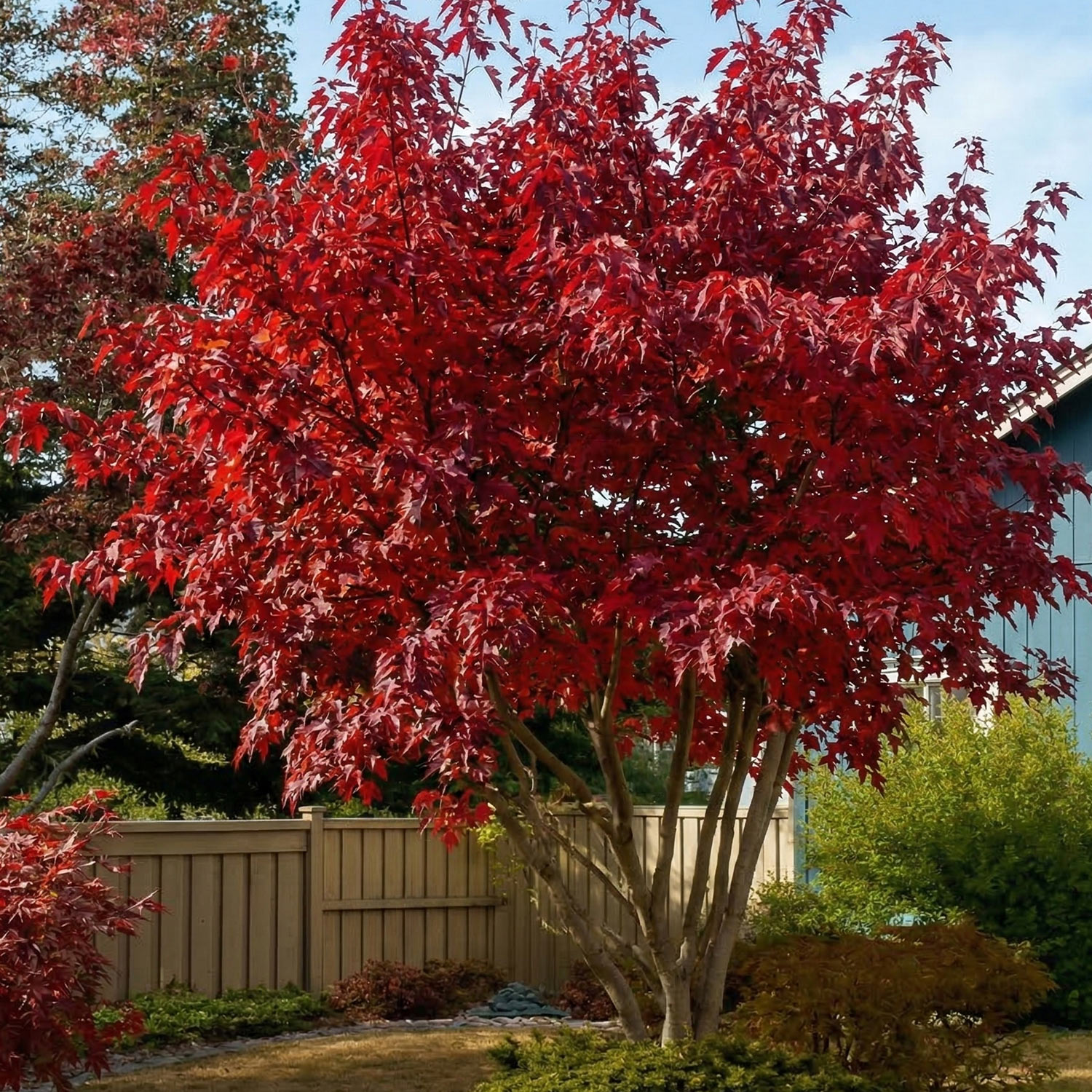 Feuerahorn 'Großer Drache'