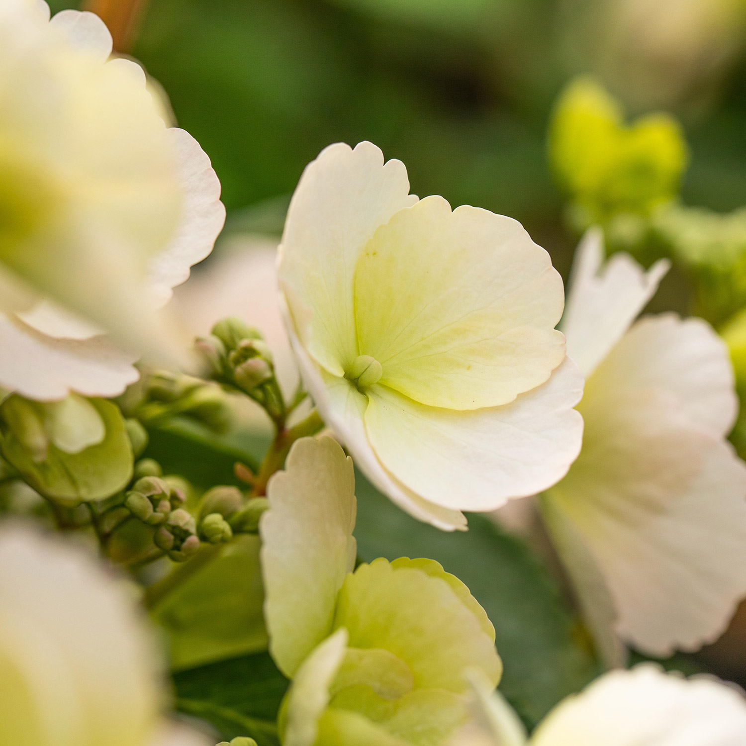 Girlanden-Hortensie 'Runaway Bride®' Lieferform: Im 3 Liter Topf