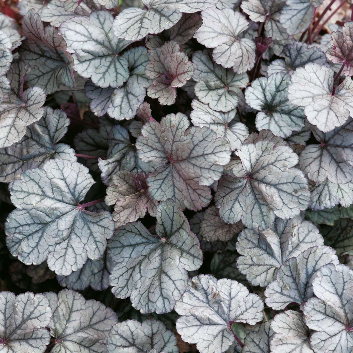 Kategorie <b>Stauden </b> - Purpurglöckchen 'Cinnabar Silver' Lieferform: Im 3 Liter Topf - Heuchera 'Cinnabar Silver'