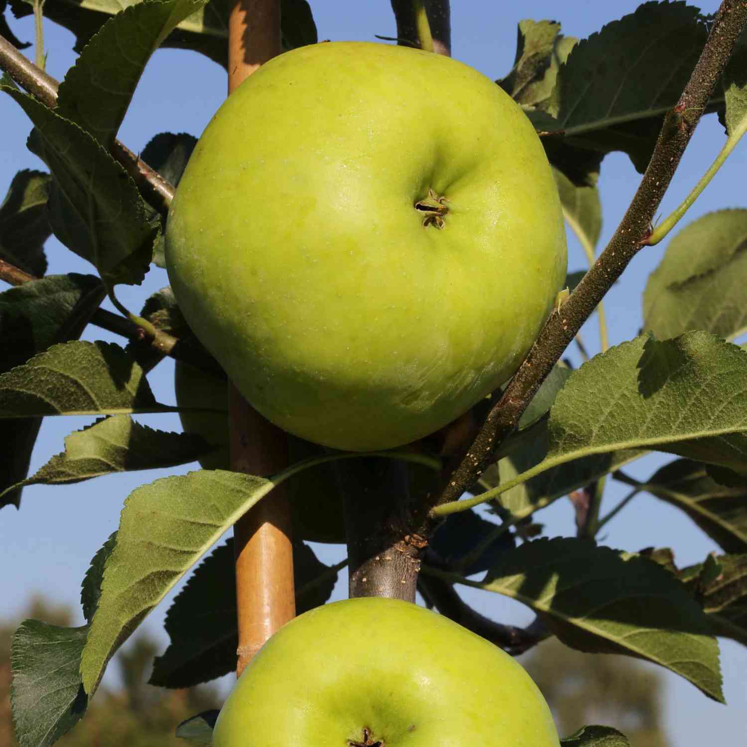 Zwerg-Apfel 'Topaz®' - Busch
