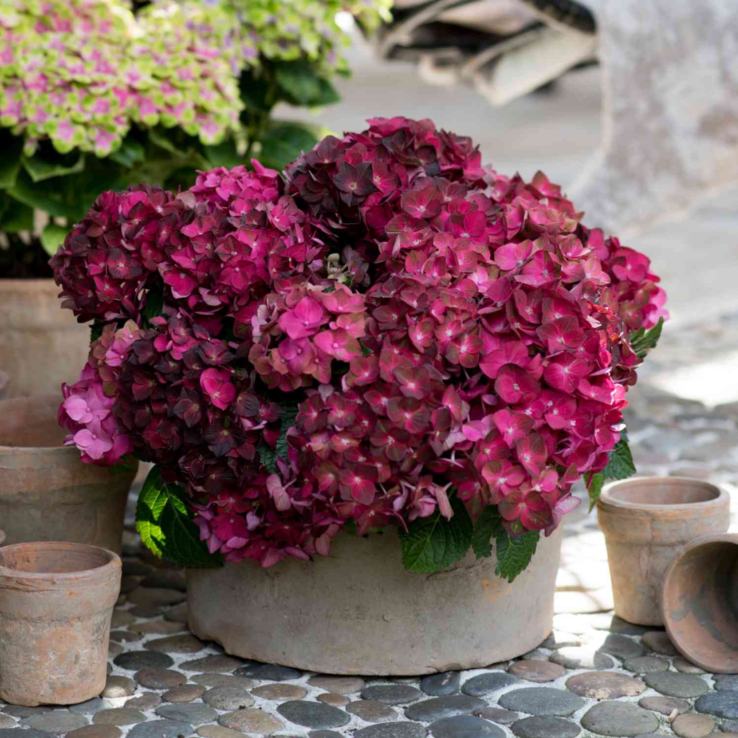 4-Jahreszeiten-Hortensie 'Magical® Four Seasons Ruby Tuesday®' 4-Jahreszeiten-Hortensie 'Magical® Four Seasons Ruby Tuesday®'