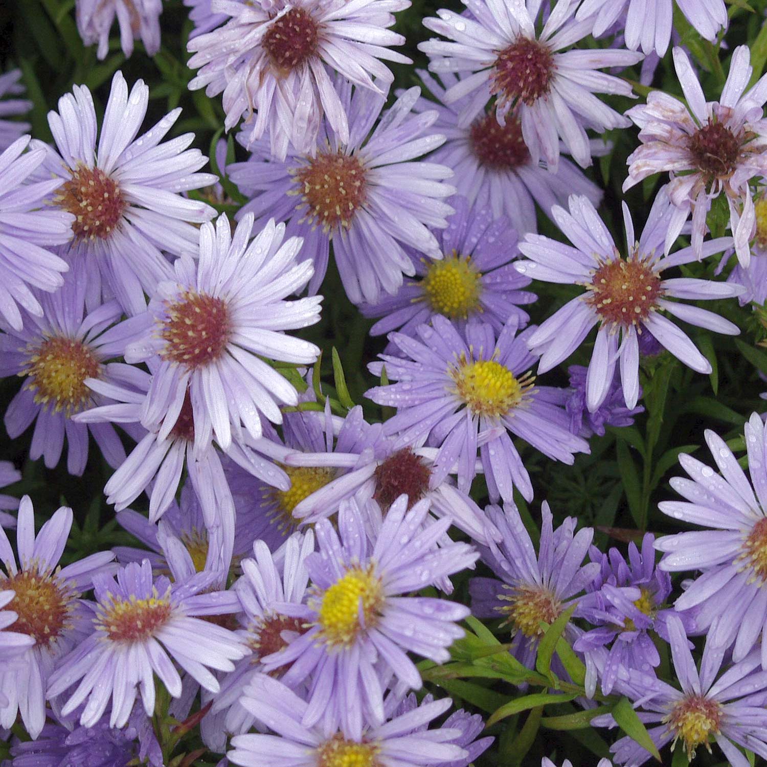 Kissen-Aster 'Zwergenhimmel' Lieferform: Im Topf