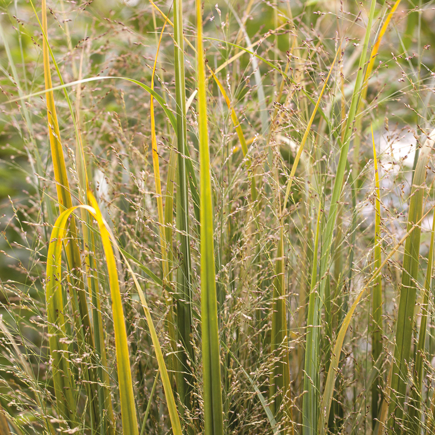 Rutenhirse 'Northwind'