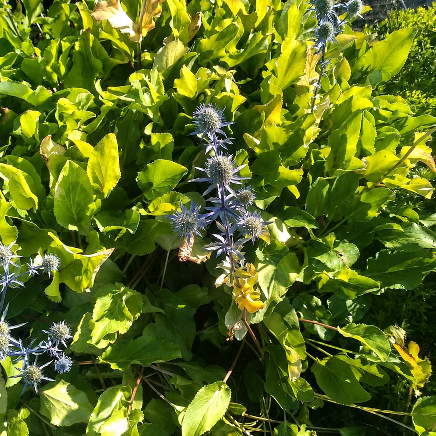 Flachblatt-Mannstreu / Edeldistel