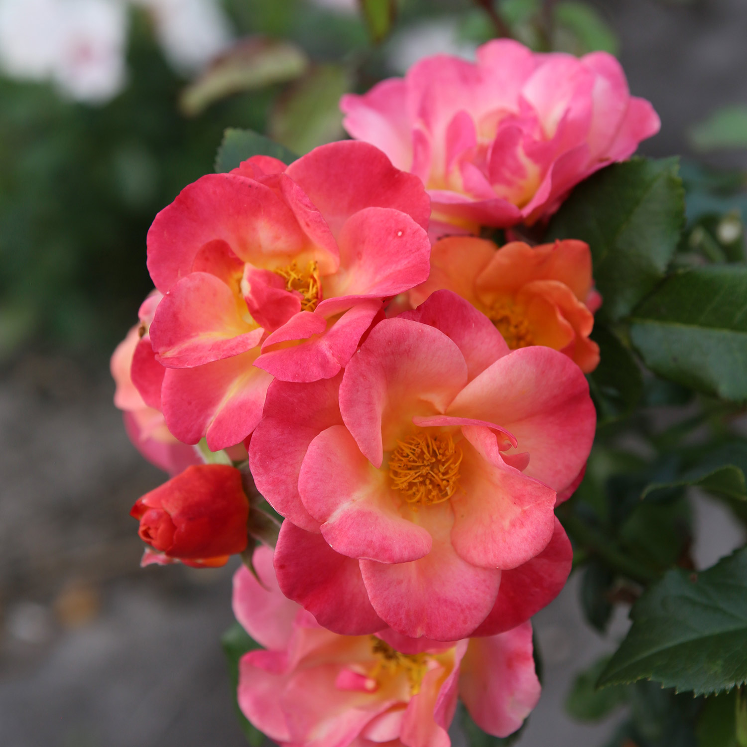 ADR-Beetrose 'Spicy®'