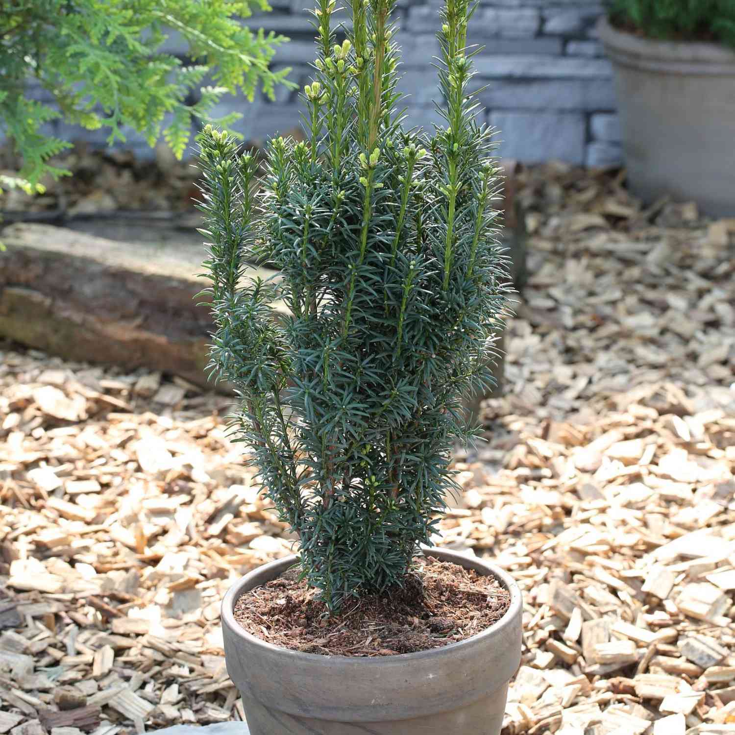 Säuleneibe 'Fastigiata Robusta'