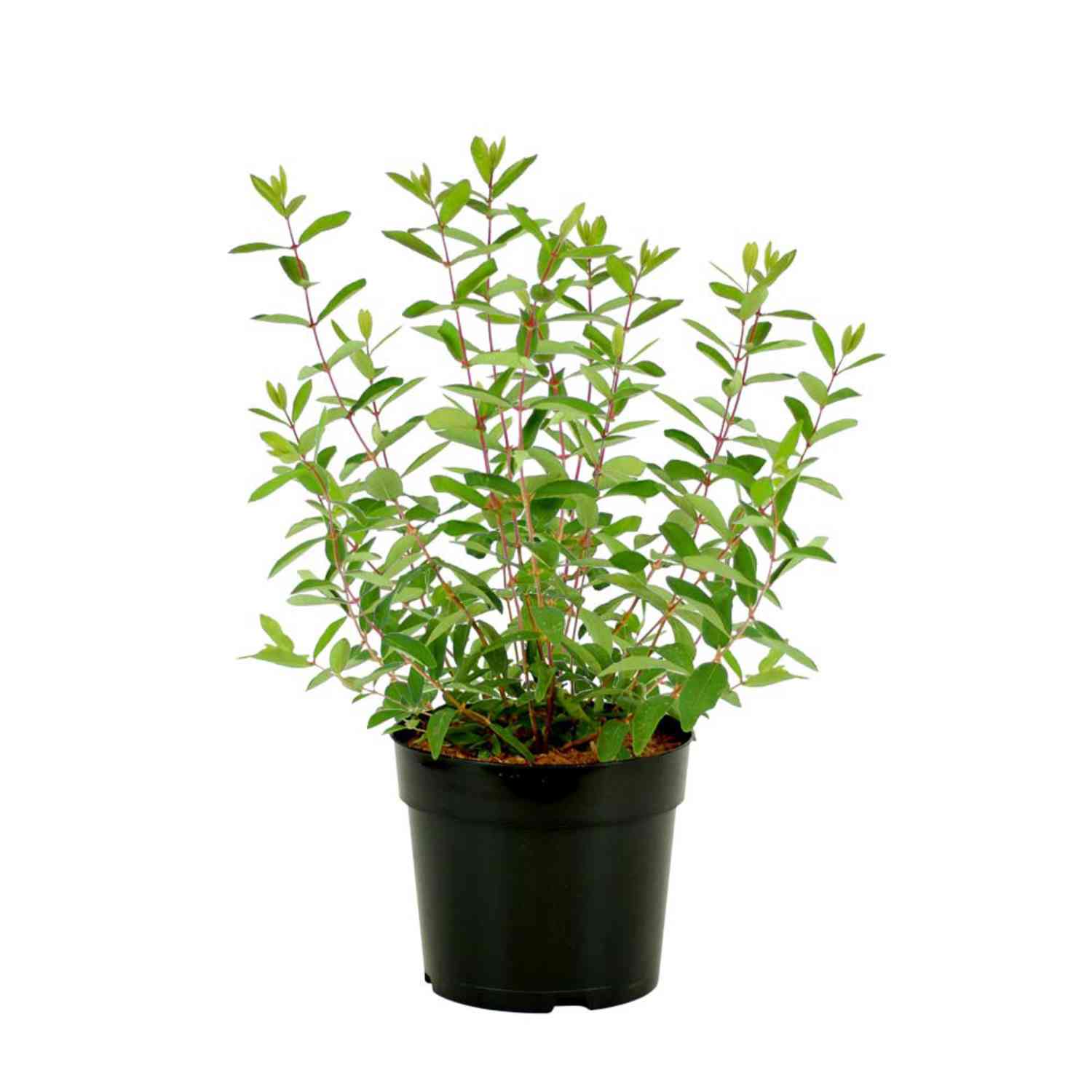 Sibirische Blaubeere 'Kalinka'® - Honigbeere