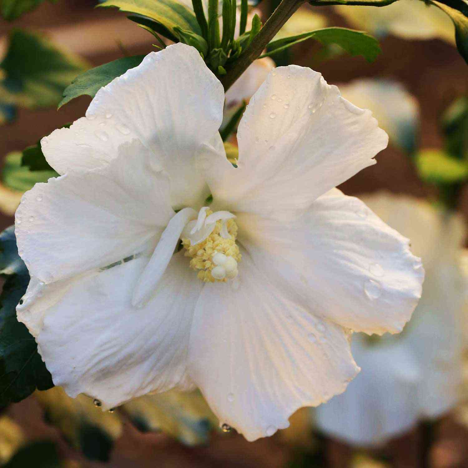 Garteneibisch 'Diana'