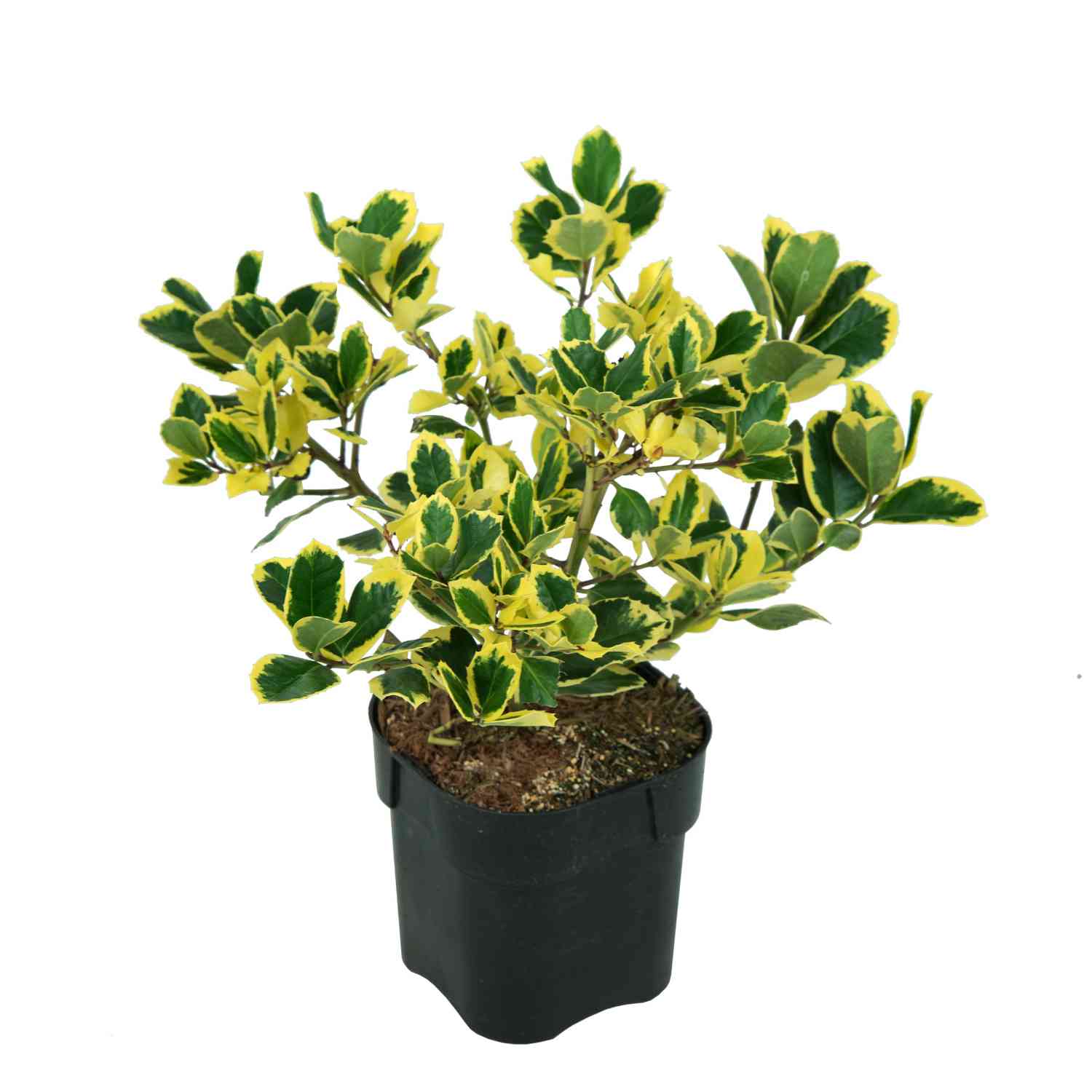 Gelbbunte Stechpalme 'Golden King'