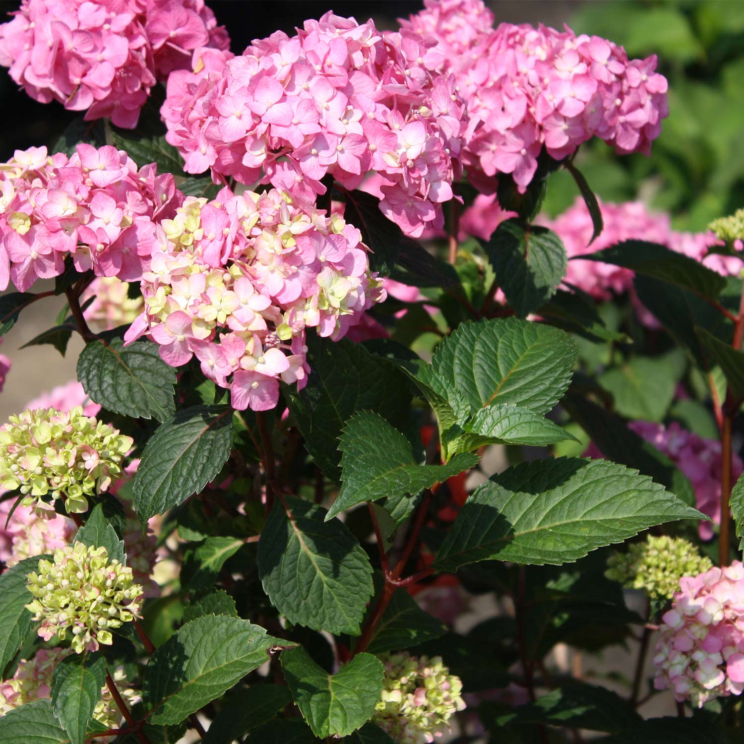 Hortensie 'Endless Summer® BloomStar®' pink, 5 Liter Liefergröße: 30-40