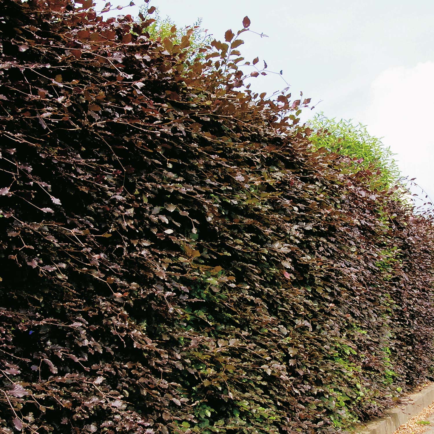 Kategorie <b>Rhododendren, Azaleen und Heide </b> - Blutbuche 'Purpurea' Mit Ballen, 100 - 125 Liefergröße: 100 - 125 cm - Fagus sylvatica 'Purpurea'