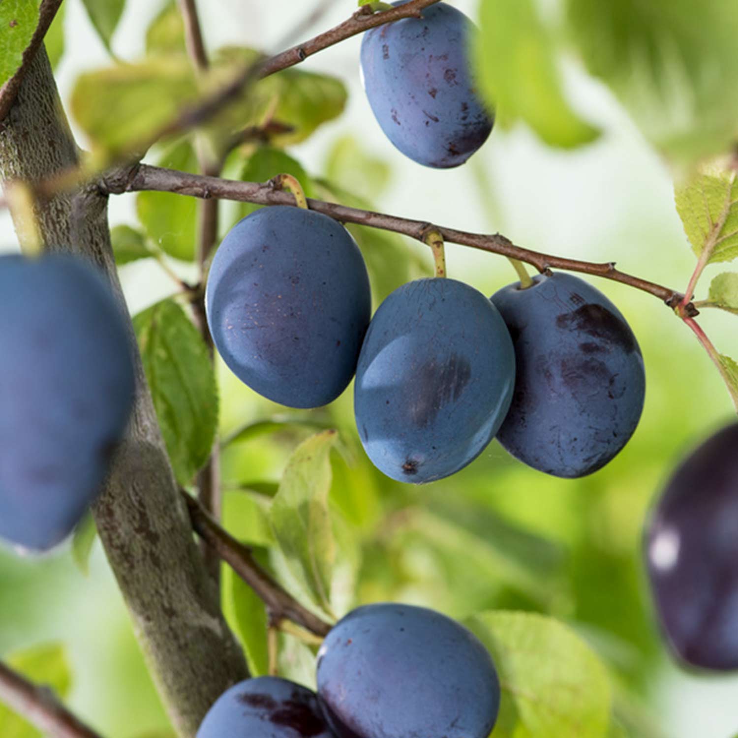 Pflaume 'Hanna®', 5 Liter Busch Liefergröße: 80 - 100 cm